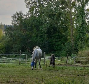 Aux alentours de Luzarches - Luzarches - 4
