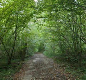 Aux alentours de Luzarches - Luzarches - 5