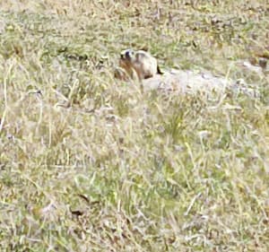 Alpages et refuge de Vallonbrun - Val-Cenis - 3