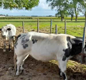 Une boucle autour de West-Cappel et Wylder - West-Cappel - 4