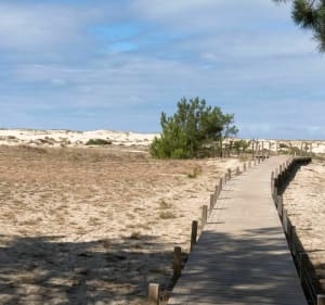 Belle balade autour de Biscarrosse plage - Biscarrosse - 4