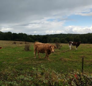 La transylvestre - Sivry - 4