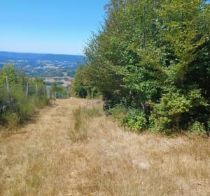 Boswandeling op Col du Bonhomme - Lapoutroie - 4