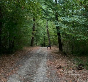 Parcours des abeilles - Montech - 3