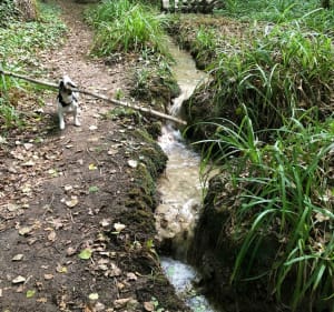 Le jardin d’Epicure - Saint-Thomas - 3