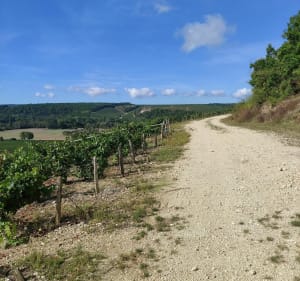 Balade au milieu des vignes - Villy - 5