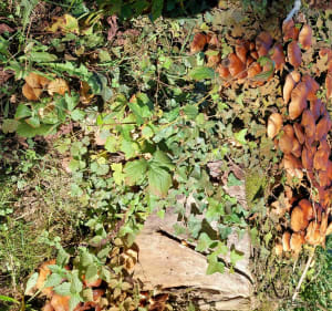 Le chemin des planètes de Lusignan - Lusignan - 4