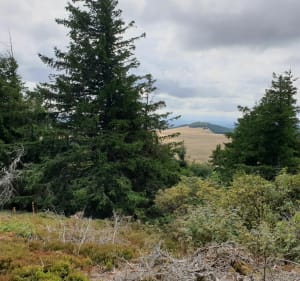 Tour du cratère de Montchal - Besse-et-Saint-Anastaise - 3