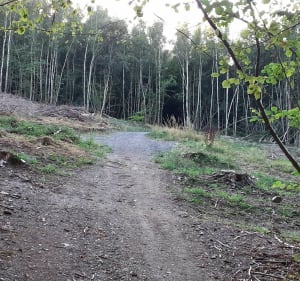 Forêt de Gernelle et alentours à VTT - Gernelle - 4