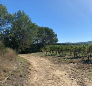 Boucle VTT à partir de LEDIGNAN chemins et petites routes - Lédignan - 4