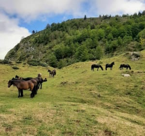 Boucle de l'étang de Lers : sentier découverte faune flore - Sentenac - 4