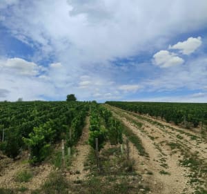 Promenade Varennes Maligny Ligny - Varennes - 5