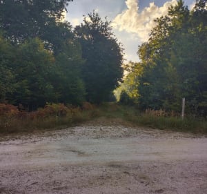 Balade forestière et sentiers ruraux - Saint-Mammès - 5