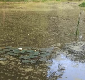 Landgoed Volkrange met uitzicht op een minivijver - Thionville - 4