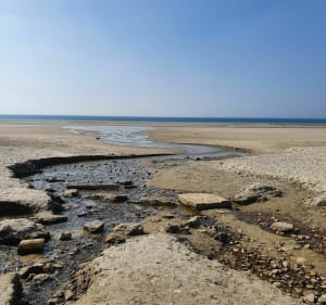 Forêt et plage entre d'Ecault et Hardelot - Condette - 4