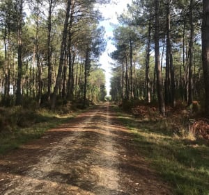De Balen à Salin en passant par le lac de Tirelagüe - Mimizan - 3