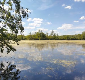 À travers la campagne de Nemours - Moret-Loing-et-Orvanne - 5