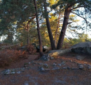 Rocher Cassepot - Fontainebleau - 4