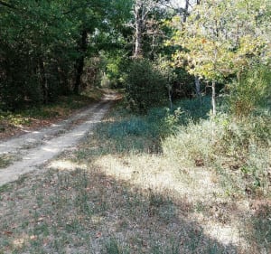 Le chemin des demoiselles - La Tremblade - 5