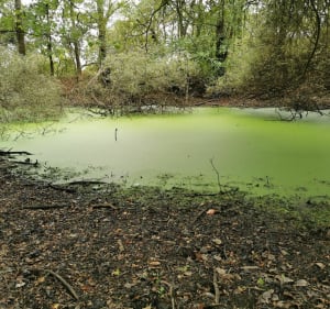 Marais de Gannedel - La Chapelle-de-Brain - 5