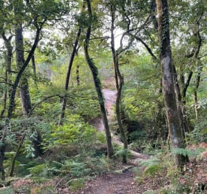 Balade aux sources de Cestas et lac de Monsalut - Gazinet - 4