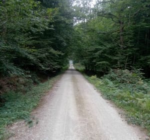 Parcours du bois de Cosges - Cosges - 3