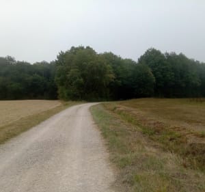 Parcours du bois de Cosges - Cosges - 4