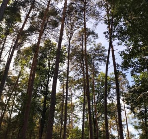 Croix du Grand Maître - Fontainebleau - 3