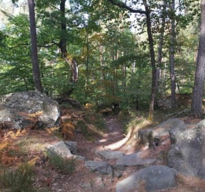 Croix du Grand Maître - Fontainebleau - 4