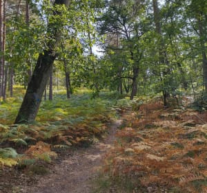 Croix du Grand Maître - Fontainebleau - 5