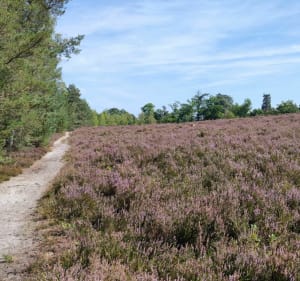 Randonnée forestière au Poteau de Pecqueuse - Poigny-la-Forêt - 3