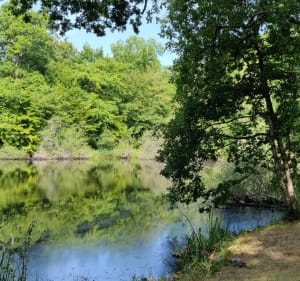 Randonnée forestière au Poteau de Pecqueuse - Poigny-la-Forêt - 4