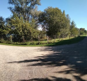 Étangs de Cuy de St Denis et bord de l'Yonne - Cuy - 3