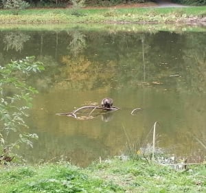 Trois cercles aux Gayeulles - Rennes - 3