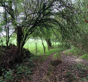 Promenade dans la forêt de Beaulieu - Bellevigne-en-Layon - 2