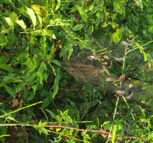 Parcours dans Hasnon(inclut le circuit de Cataine) - Hasnon - 5