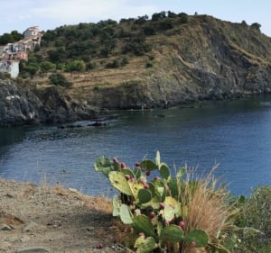 De Cerbère, plages des aloès - Cerbère - 4