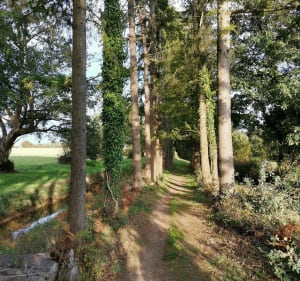 Sentier des arcades (partie 1/2) - Nort-sur-Erdre - 3