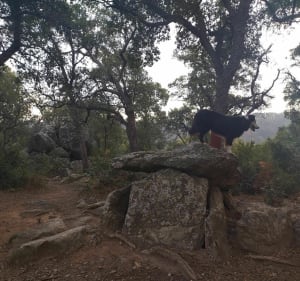 Kasteel Valmy - Dolmens Argelès - Argelès-sur-Mer - 5