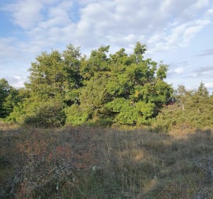 Randonnée en Causse Comtal - Montrozier - 5