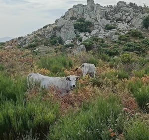 Randonnée au Pic du Roussillon - Molitg-les-Bains - 3