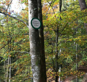Van Trois-épis tot La Croix de Wihr via paden en paden - Ammerschwihr - 3