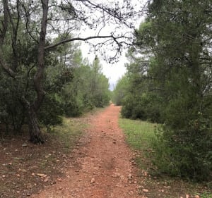 Sur les hauteurs de Montarnaud et le long de Bel-Air - Montarnaud - 5
