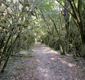 Buxuspad Prachtige wandeling - La Capelle-Balaguier - 3