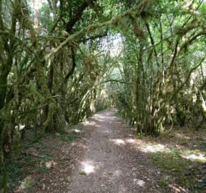 Buxuspad Prachtige wandeling - La Capelle-Balaguier - 5