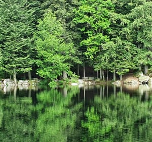 De Metzeral au sommet du Hohneck - Metzeral - 5