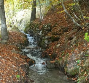 Boucle forêt mandementale de Puy-Saint-Eusèbe - Puy-Saint-Eusèbe - 5