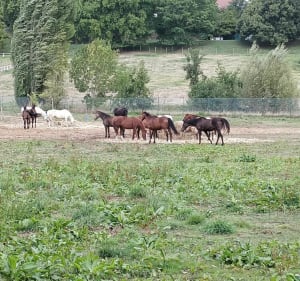 Le long de la Bièvre en passant par forêts et merveilles - Clamart - 5