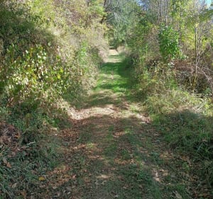 Chemin d'Aubiguières - Feuille de chêne verte - Fons - 3
