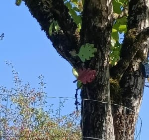 Chemin d'Aubiguières - Feuille de chêne verte - Fons - 4